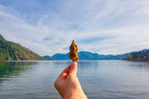 The benefits of cannabis terpenes: nature’s aromatic compounds