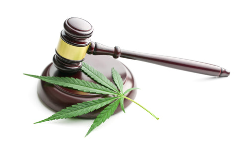 Uk regulator's push for 0% thc in cbd products is this the end for full spectrum
