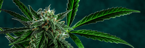 Discover your perfect strain today!